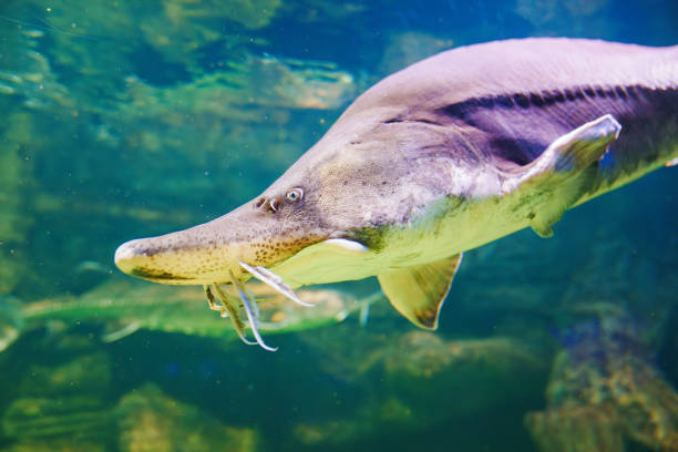 istock Beluga large aquarium. One of the largest freshwater predators. 1663155964