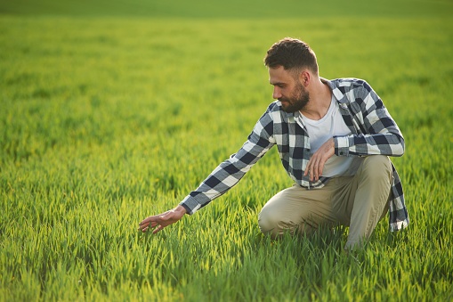 Bearded handsome young man in checkered shirt is on agricultural field.
