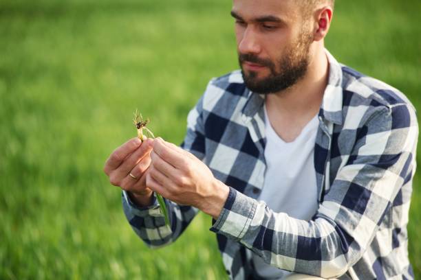 istock Agricultural worker. Handsome young man is on the field 1663158228