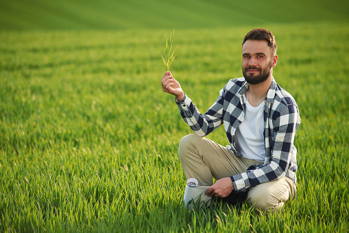 Portrait, looking at camera, holding wheat. Handsome young man is on agricultural field.