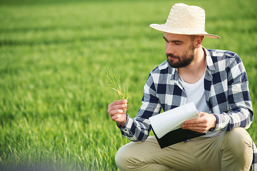 In straw hat. Holding wheat and notepad. Handsome young man is on agricultural field.