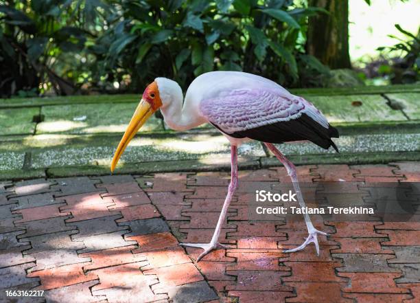 The Yellowbilled Stork Sometimes Also Called The Wood Stork Or Wood Ibis In Kuala Lumpur Malaysia Stock Photo - Download Image Now