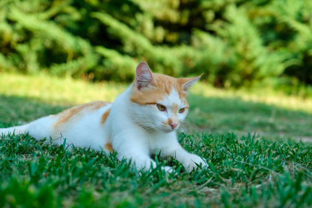 istock Portrait of stray cat wandering in the greenery 1663168394