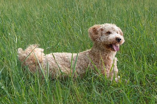 Cute little toy poodle with clipped fur on the meadow