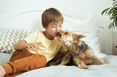 A boy is playing at home with his dog lying on the bed. The Yorkshire terrier licks the nose of the little owner.