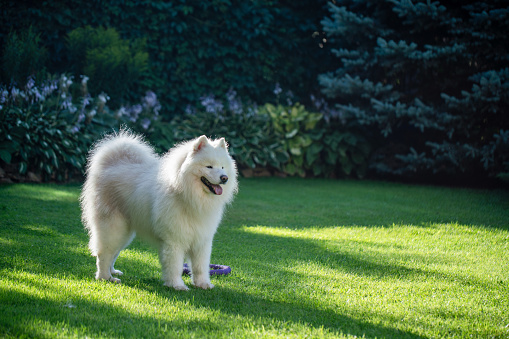 Dog Samoyed with a dog’s toy at the lawn at back yard of country house
