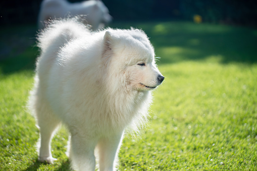 Dogs Samoyeds with at the back yard lawn