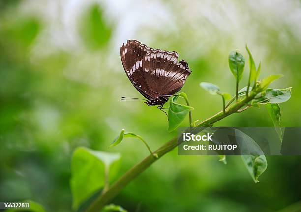 Butterfly Leżącej Na Liść - zdjęcia stockowe i więcej obrazów Bliskie zbliżenie - Bliskie zbliżenie, Czarny kolor, Czułek