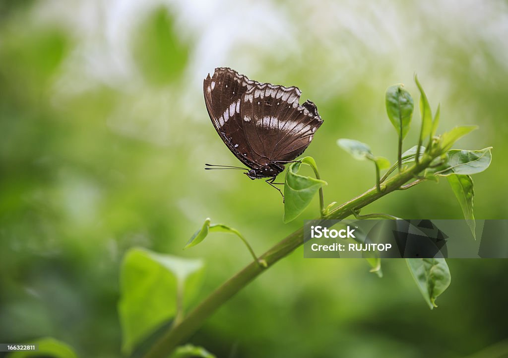 Borboleta situada bem em uma folha - Royalty-free Animal Foto de stock