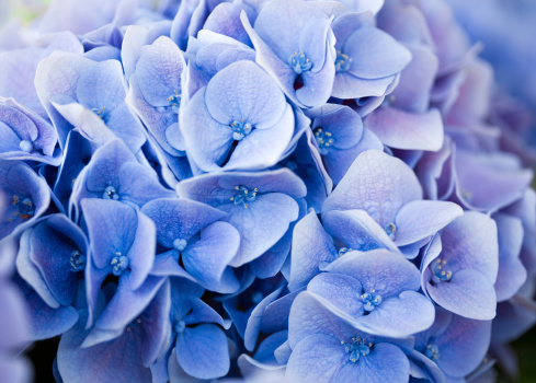 close-up of blue hydrangea