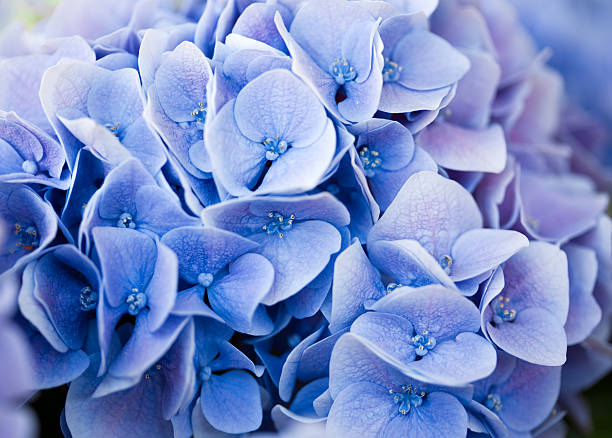 blue hydrangea stock photo
