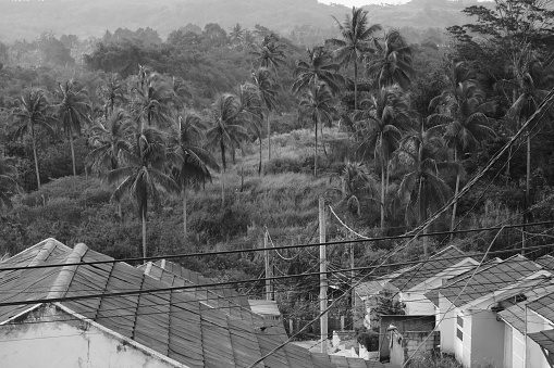 A view of coconut trees and a row of rooftops.