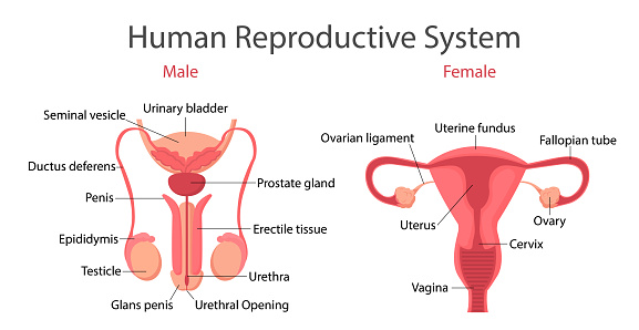Reproduce System Reproductive System Vector Concept Stock Illustration - Download Image ...