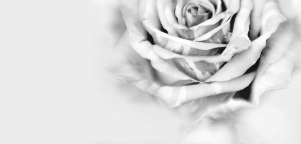 istock Soft focus blur black and white rose flower petal. Nature light delicate horizontal long background. Watercolor painting effect. 1663256704