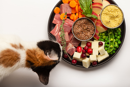 Kitten eating  plate with raw lamb cubes and assortment of vegetables