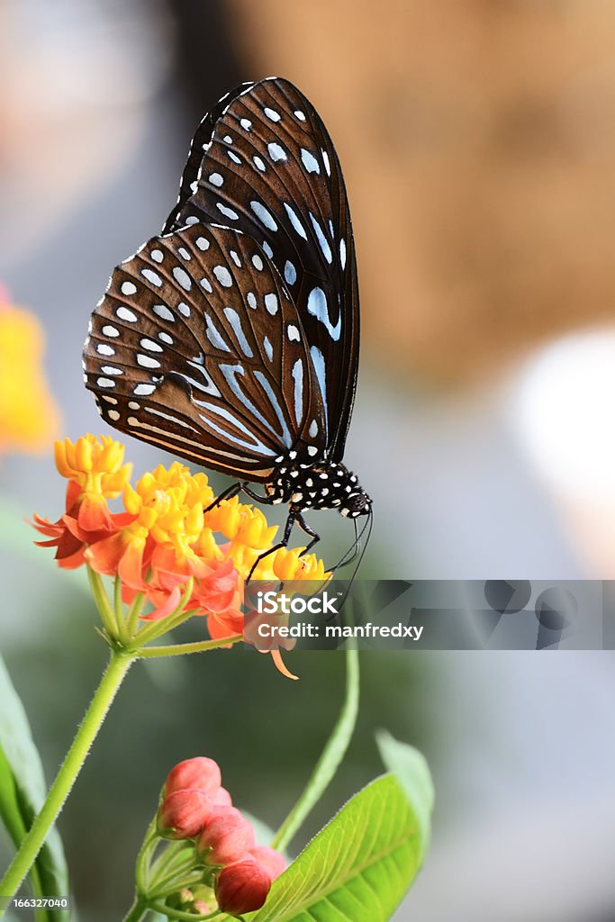 Borboletas tropicais - Foto de stock de Animal royalty-free