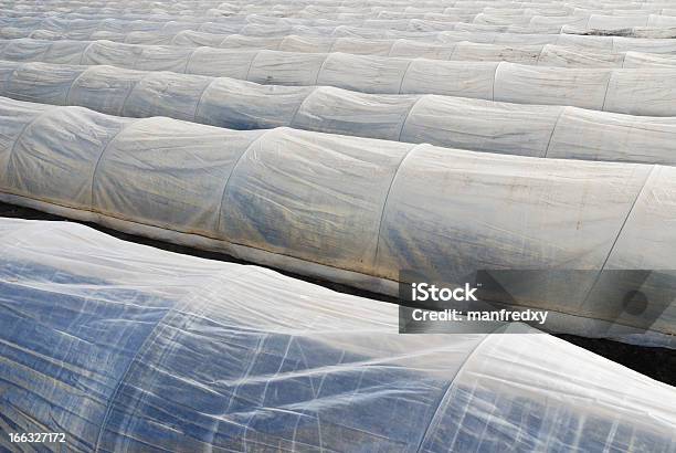 Crescente De Produtos Hortícolas - Fotografias de stock e mais imagens de Acre - Acre, Agricultura, Ao Ar Livre