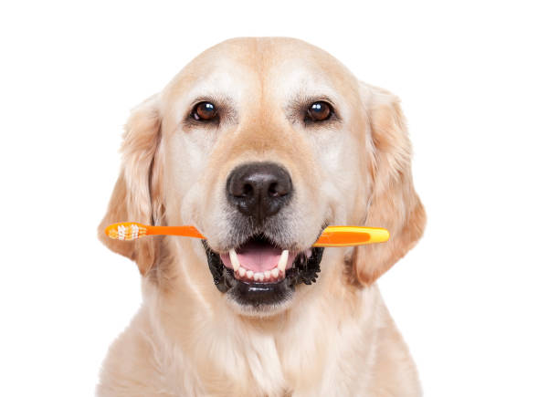 Dog with toothbrush stock photo