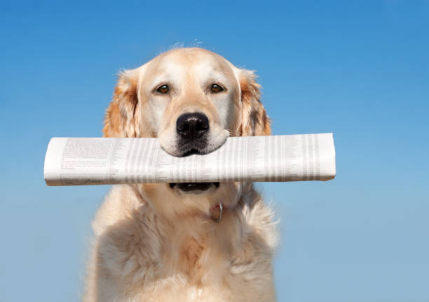 pies z gazety - dog newspaper retrieving document zdjęcia i obrazy z banku zdjęć