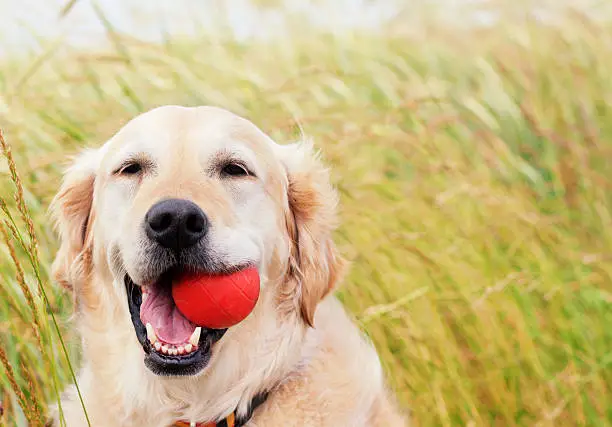 Happy Golden Retriever with ball, copy-space