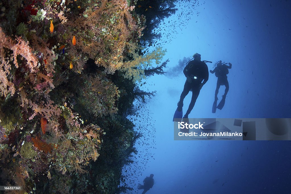 La plongée sous-marine de requin & Yolanda Reef - Photo de Récif corallien libre de droits