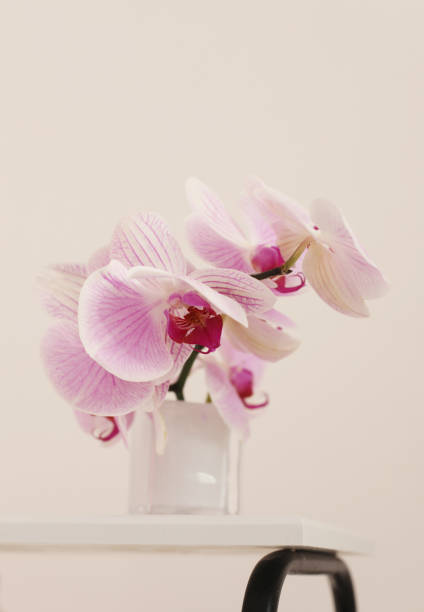 istock Pink phalaenopsis orchid flower in bowl in beige interior. Selective soft focus. Minimalist still life. Light and shadow nature background. 1663275436