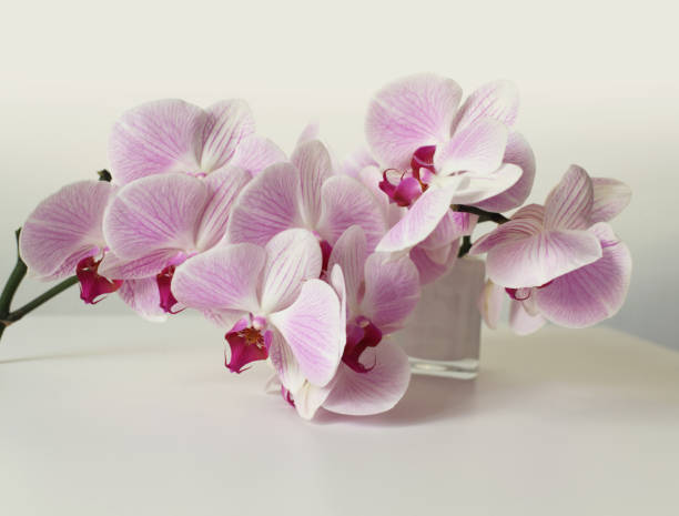 istock Pink phalaenopsis orchid flower in white bowl in gray interior. Minimalist still life. Light and shadow nature background. 1663275972