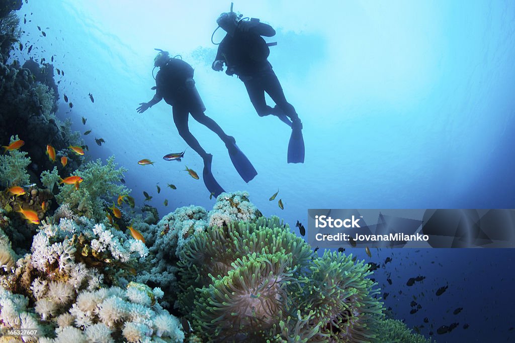 La plongée sous-marine dans le récif de corail - Photo de Plongée sous-marine autonome libre de droits