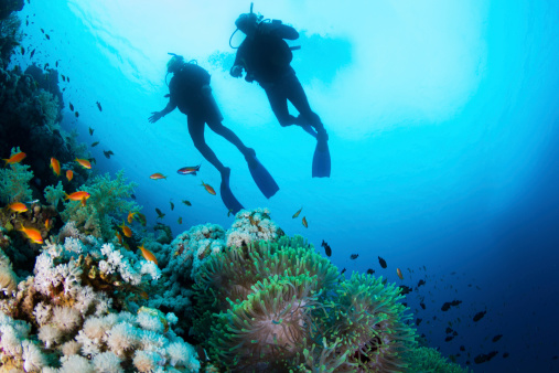 View of the stunning marine life with a female scuba diver in Little Cayman Island, Cayman Islands