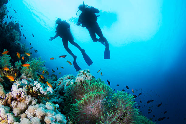 Scuba Diving at Coral Reef Two silhouettes of Scuba Divers swimming over the live coral reef  full of fish and sea anemones. anthias fish photos stock pictures, royalty-free photos & images