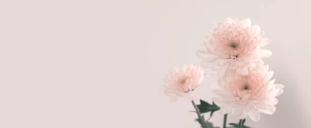 White tree chrysanthemums flower on beige pink wall horizontal long background. Minimalist still life.