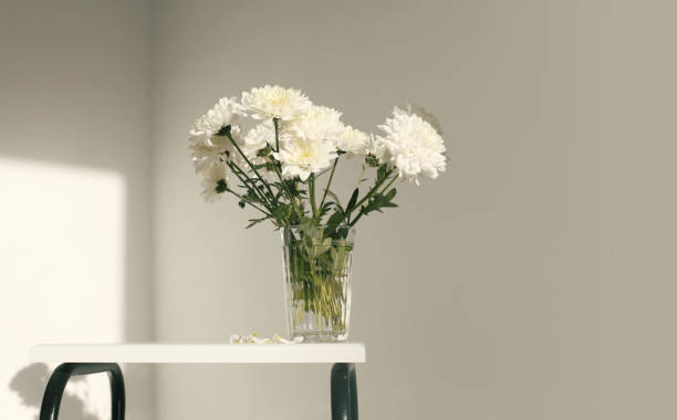istock White chrysanthemums flower in glass in interior. Selective soft focus. Minimalist smoke still life. Light and shadow nature horizontal copy space background. 1663276523