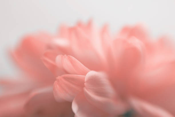 Soft focus blur red flower petals. Fog smoke nature horizontal copy space background.