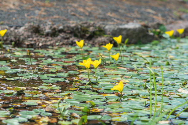 surface of the pond is overgrown with yellow water lilies surface of the pond is overgrown with yellow water lilies marshwort stock pictures, royalty-free photos & images