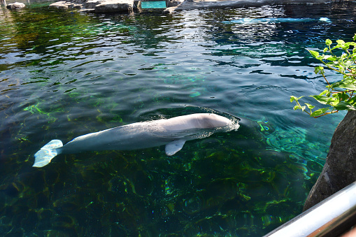 Beluga whales in an aquarium