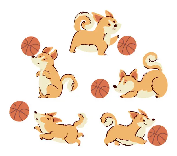 Vector illustration of Welsh corgi dogs dribbling a basketball . Hand drawn style cartoon characters . White isolate background . Vector .