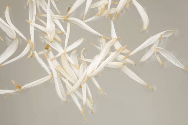 istock White flower petals in water bath. Minimalist still life. Nature horizontal background. 1663287964