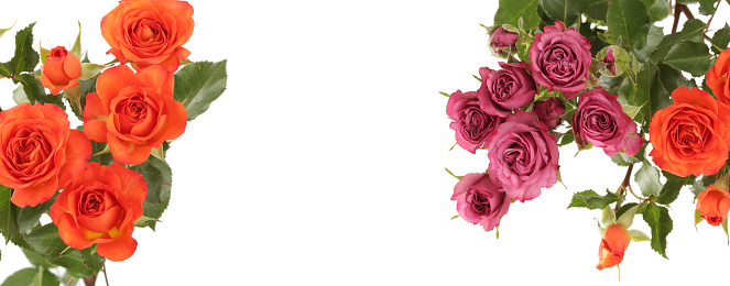 Red roses flower bouquet on white copy space horizontal long background. Isolated.