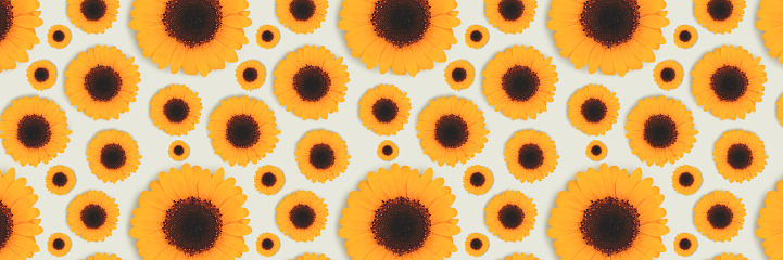 Banner with pattern made of sunflower on a blue pastel background.