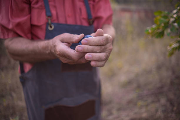 istock Delicious plums from our organic garden 1663299891