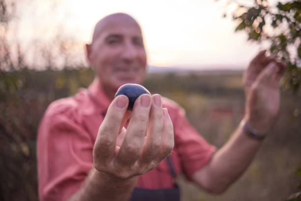 istock We harvest only the freshest plums 1663300413