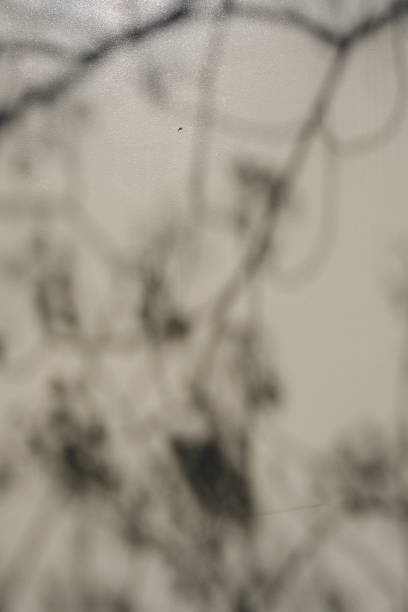 istock Part of a beige wall with shadows from nearby trees 1663302026