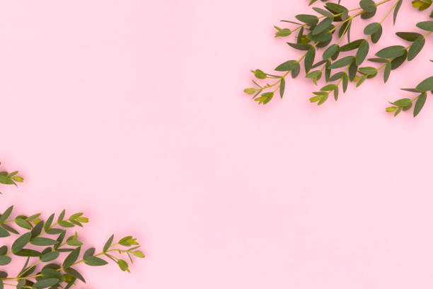 istock Frame made of eucalyptus branch on a pink background. 1663303305