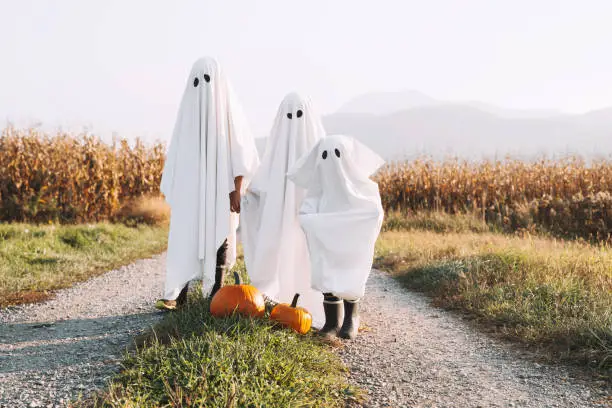 Halloween Kids Holidays Concept. Little children dressed in white sheets like as cute ghosts at countryside at fall season. Photo of white ghosts with orange pumpkins in cornfield background.