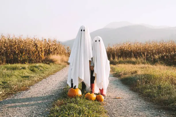 Halloween Kids Holidays Concept. Little children dressed in white sheets like as cute ghosts at countryside at fall season. Photo of white ghosts with orange pumpkins in cornfield background.