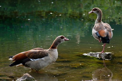 Egyptian goose standing on a stone in a lake in its natural habitat, alopochen aegyptiaca