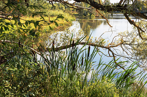 Landscape with the image of a forest lake, trees and reeds