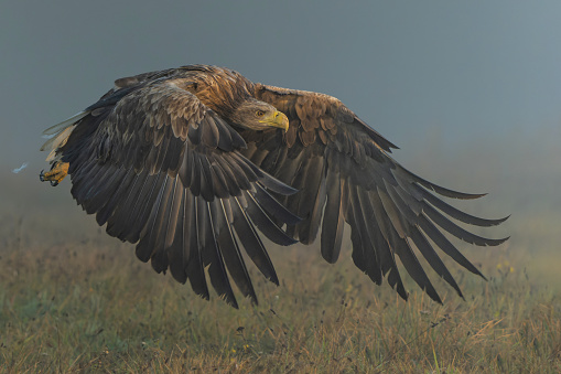 Eagle flying. White tailed eagles (Haliaeetus albicilla) flying at a field in the forest of Poland searching for food on a foggy autumn morning.