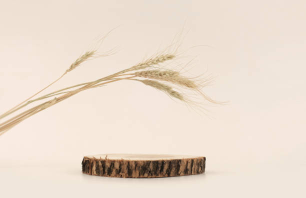 istock Wooden eco rustic wood circle disc platform podium and wheat on beige background. Minimal empty display product presentation scene. 1663331814