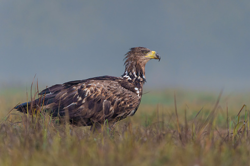 White tailed eagles (Haliaeetus albicilla) searching for food in the early morning on a field in the forest in Poland.